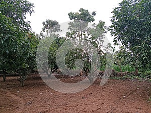 Mango trees & teku trees photo