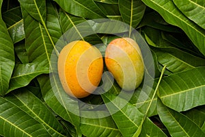 Mango tropical fruit on green leaf background