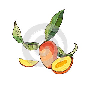 Mango.Tropical fruit with slices and green leaves on white background.
