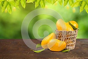 Mango tropical fruit tree with green nature