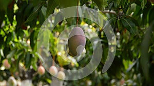 Mango tropical ruit hanging at branch of tree in a agricultural plantation