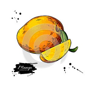 Mango vector drawing. Hand drawn tropical fruit illustration.