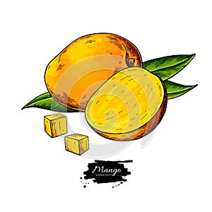 Mango vector drawing. Hand drawn tropical fruit illustration.