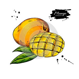 Mango vector drawing. Hand drawn tropical fruit illustration.
