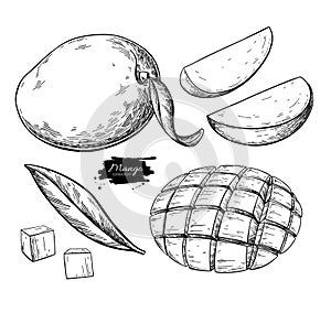 Mango vector drawing. Hand drawn tropical fruit illustration. Engraved summer fruit.