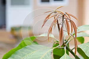 Mango Young Leaves Blurred Background
