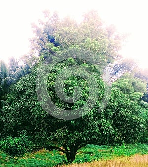 Mangoe Tree