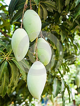 Mangoes