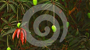 Mangoes on branch and green leaf,mango on tree,unripe mangoes on tree,Bunch of fresh mangoes hanging from tree