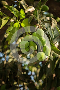 Mangoes hanging on tree