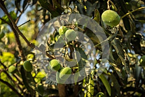 Mangoes hanging on tree