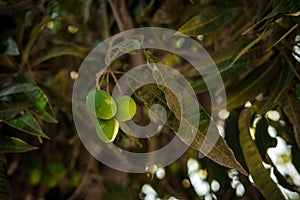 Mangoes hanging on tree