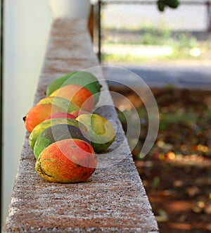 Mangoes are lying down in raw photo