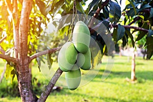 Mangoes on the tree,Fresh fruits hanging from branches,Bunch of green and ripe mango