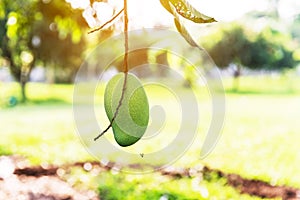 Mangoes on the tree,Fresh fruits hanging from branches,Bunch of green and ripe mango