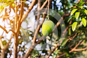 Mangoes on the tree,Fresh fruits hanging from branches,Bunch of green and ripe mango