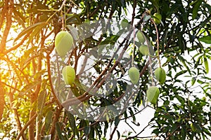 Mangoes on the tree,Fresh fruits hanging from branches,Bunch of green and ripe mango
