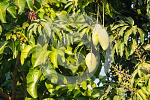 Mangoes on the tree,Fresh fruits hanging from branches,Bunch of green and ripe mango