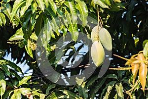 Mangoes on the tree,Fresh fruits hanging from branches,Bunch of green and ripe mango