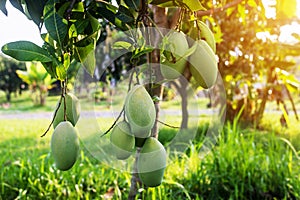 Mangoes on the tree,Fresh fruits hanging from branche,Bunch of green and ripe mango