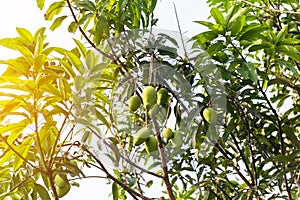 Mangoes on the tree,Fresh fruits hanging from branches,Bunch of green and ripe mango