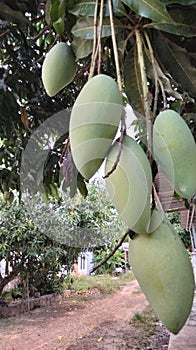 mangoes in the yard, whoever plants them will pick them