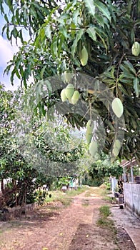 mangoes in the yard, whoever plants them will pick them photo