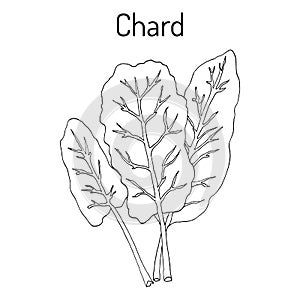 Mangold Beta vulgaris or Swiss chard