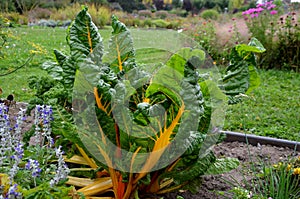 Mangold is a biennial, in the first year it forms a rosette of leaves, only after winter it blooms. It has colorful red green and