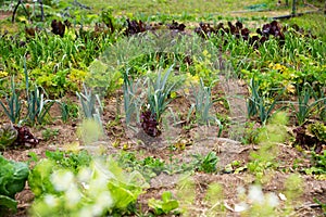 Mangold, garlic, lettuce and other plants growing in the garden