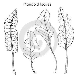 Mangold leaves drawing elements