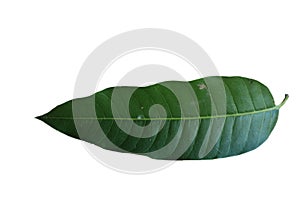 Mangoleaves isolated nature pattern tree background