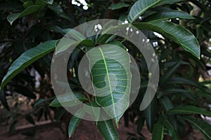 Mangoleaves nature pattern tree background