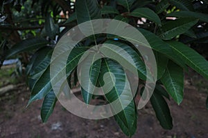 Mangoleaves nature pattern tree background