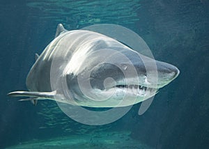 Mangona shark at two oceans aquarium in Cape Town South Africa