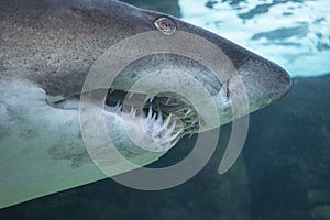 Mangona shark at two oceans aquarium in Cape Town South Africa