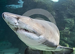 Mangona shark at two oceans aquarium in Cape Town South Africa