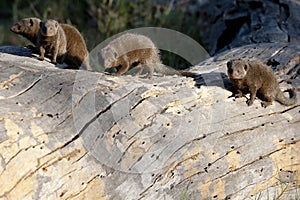 Mongoose - Herpestidae photo