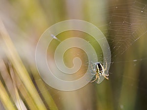 Mangora acalypha spider in his web