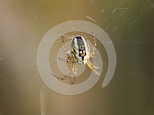 Mangora acalypha spider in his web