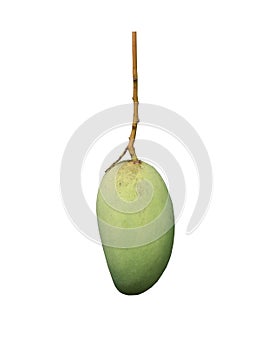 Mangos that are not yet ripe and are still green isolated