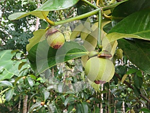 Mangosteen