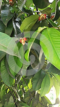 Mangosteen fruit on the tree