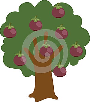 Mangosteen Fruit Tree Vector Illustration
