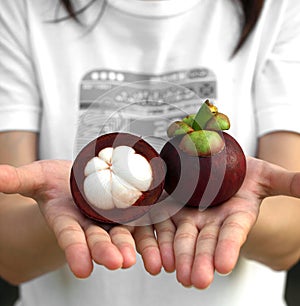 Mangosteen on hand photo