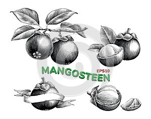 Mangosteen hand drawing vintage engraving style black and white clip art