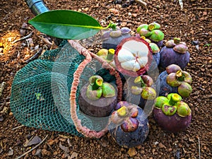 Mangosteen in a long-handled fruit-picker on ground