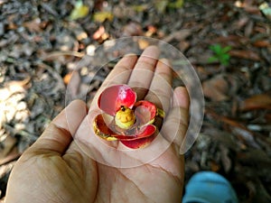 The mangosteen pistils start to bloom, after which it takes about 3 months for the fruit to finally ripen and be harvested.