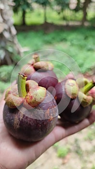 Mangosteen,a seasonal fruit of Thailand sweet organic garden