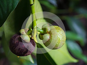 Mangosteen on tree